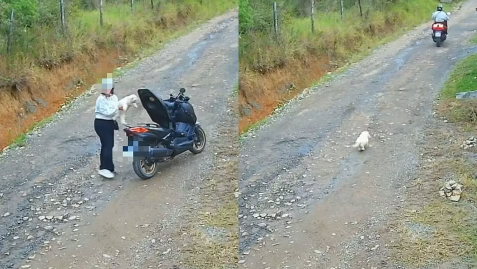 Cãozinho corre atrás de tutora mesmo após ser abandonado em BARRA VELHA