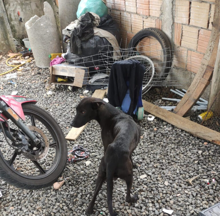 Em Joinville, Delegacia de Proteção Animal da PCSC efetua prisão de homem por maus-tratos a animais domésticos