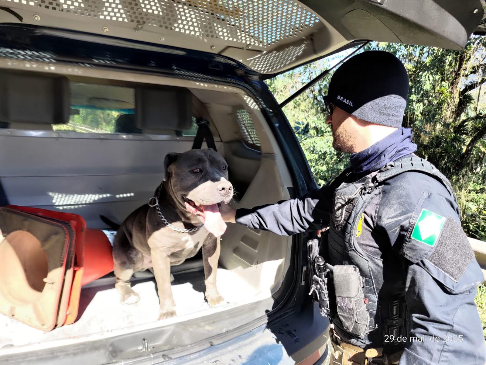 PRF busca donos de pitbull resgatado na BR-101