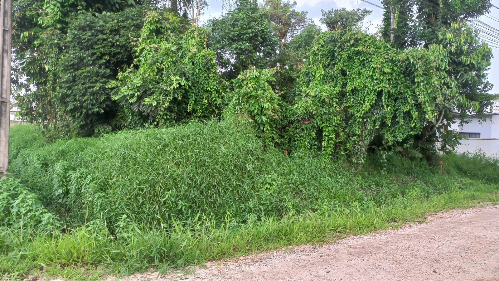 A Prefeitura de Barra Velha informa aos proprietários de imóveis que estão com a limpeza de seus terrenos em desacordo