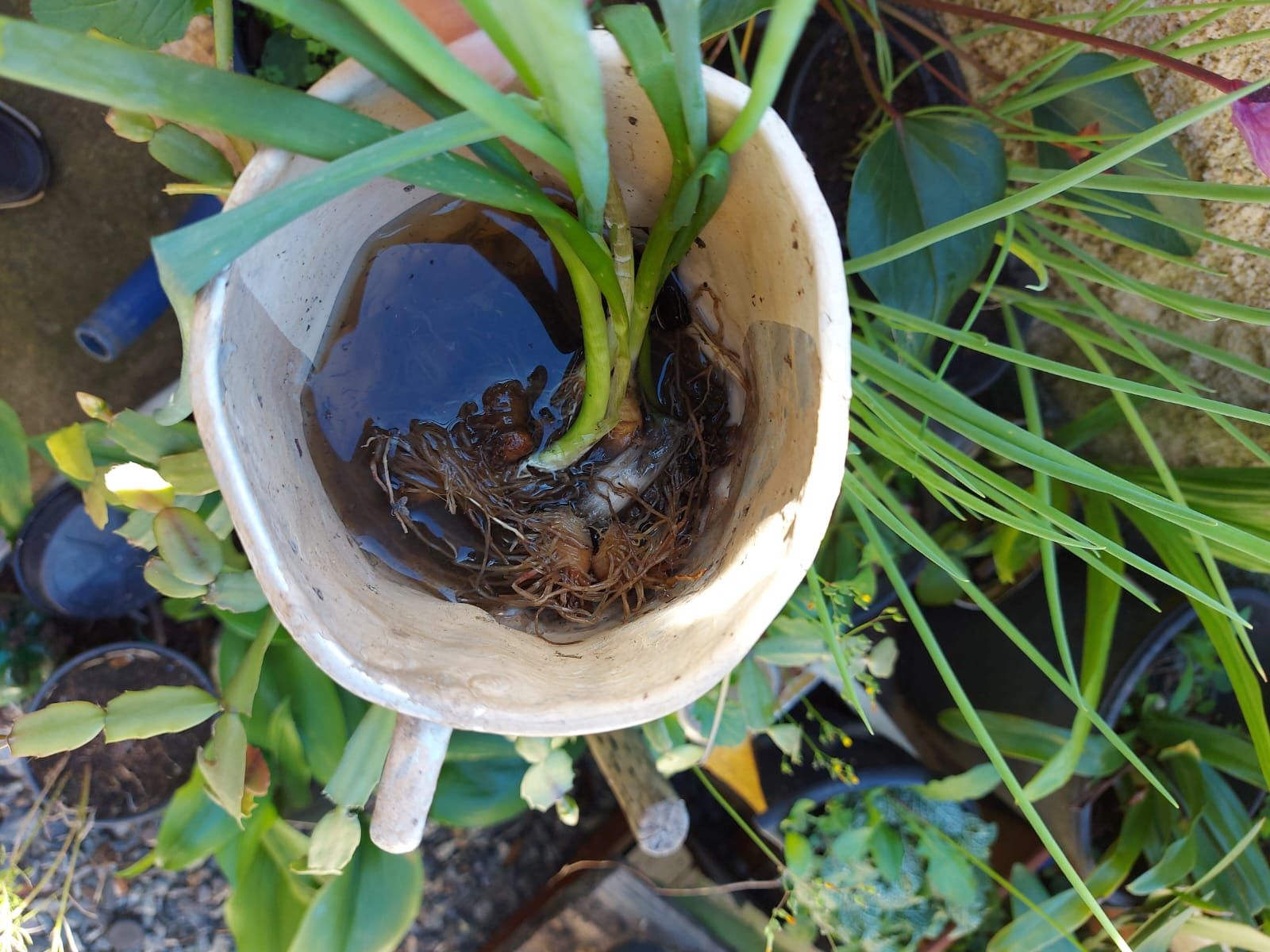 LIRA- 2026 aponta baixo risco de dengue em Barra Velha