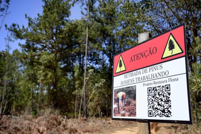 Flona de Brasília será reaberta após um mês fechada devido a incêndios