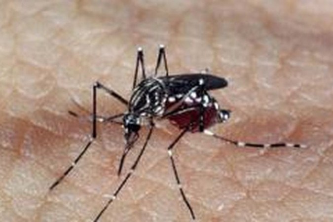 Nova arma contra a dengue será aplicada em oito regiões do DF