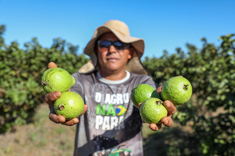 Produção agrícola do DF movimentou mais de R$ 5,8 bilhões em 2024 com alta dos setores de frutas, flores e pecuária
