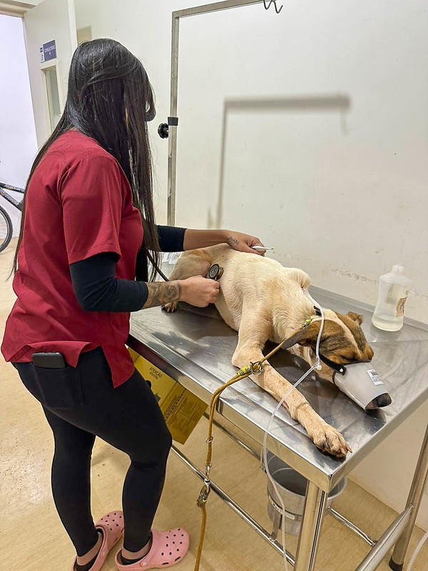 Animais em situação de rua são resgatados em operação coordenada pelo GDF