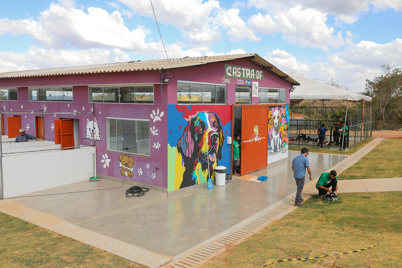 Albergue temporário do Castra-DF transforma vida de cães resgatados e prepara animais para adoção