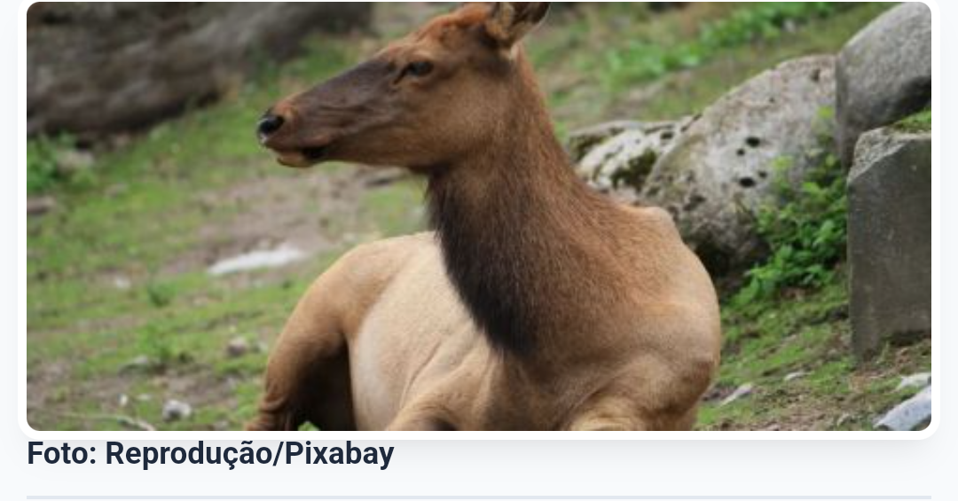 Alce mata idoso que tentava tirar fotos de filhotes no Alasca