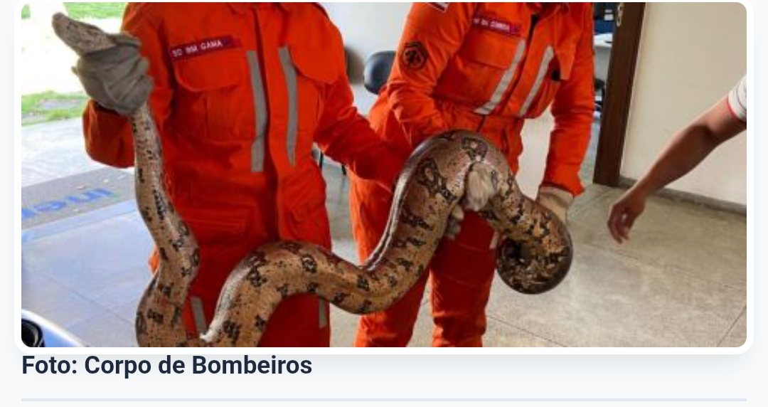 Número de resgates e captura de animais silvestres cresce 31% este ano