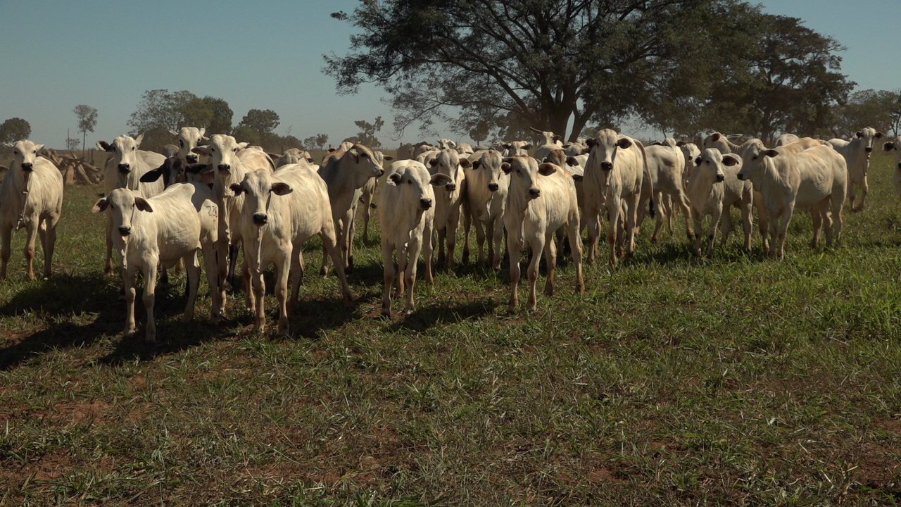 CMN reduz juros do Pronaf para 3% ao ano para financiamentos de cooperativas da bovinocultura